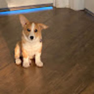 Meet your Posher, Daniel